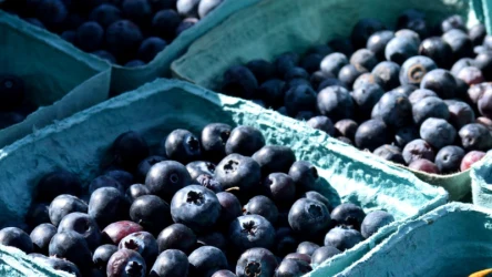 Zrób tani nawóz do borówki amerykańskiej i podlewaj krzewy regularnie. Zobaczysz, że w lipcu będziesz zbierać owoce kilogramami