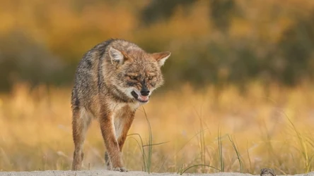 Szakal złocisty (łac. Canis aureus) to gatunek spotykany w Polsce od kilku lat. Czy stanowi zagrożenie dla rodzimej fauny?