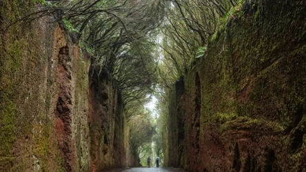 Leśny tunel w Górach Anaga.