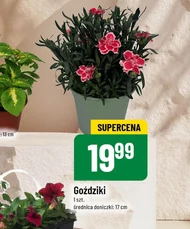 Goździki