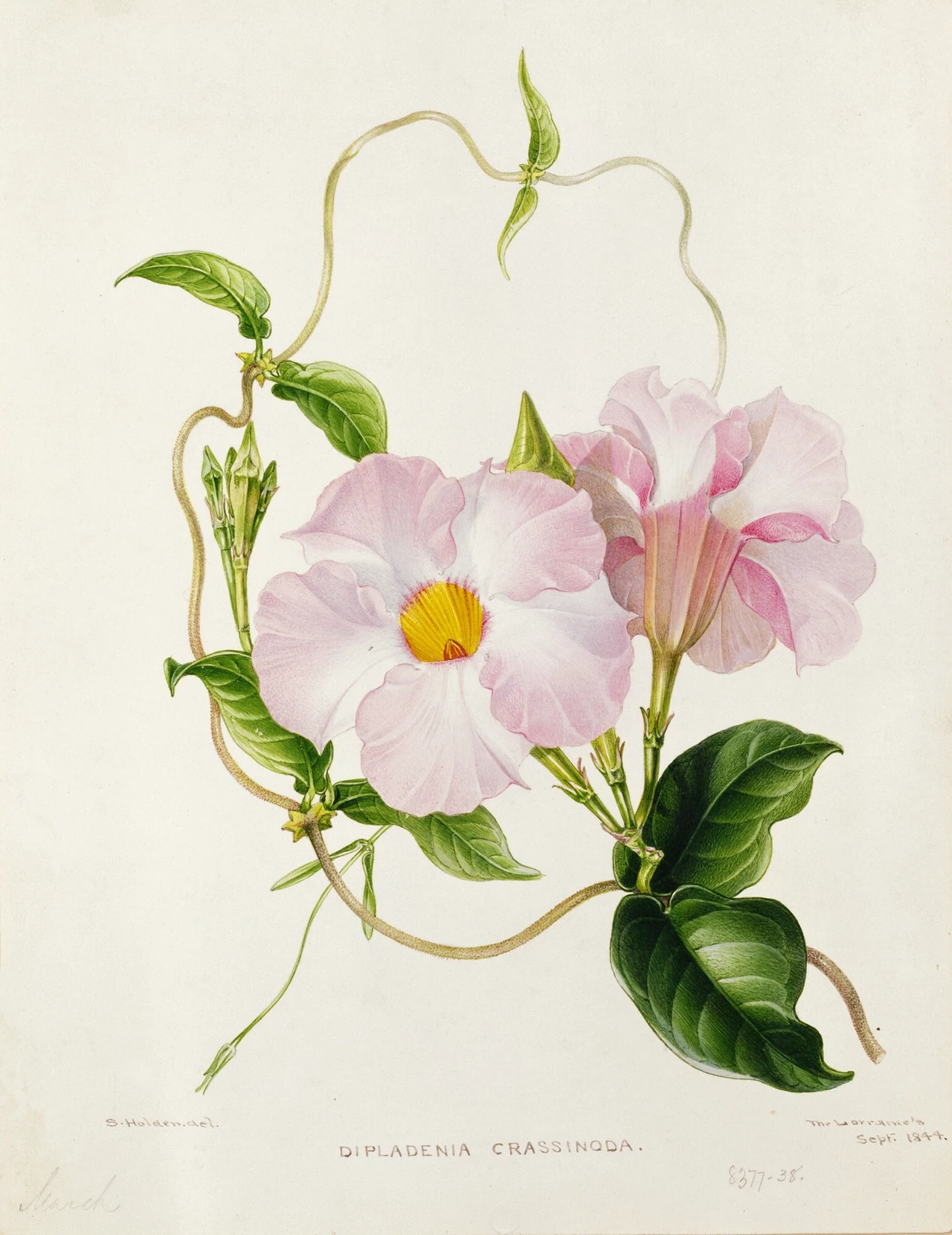 Grafika z 1837 roku Ilustracja botaniczna przedstawiająca pnącze z rodziny Apocynaceae, kwitnącą Dipladenia crassinoda, z różowymi kwiatami o żółtych środkach oraz zielonymi liśćmi i wijącymi się pędami.