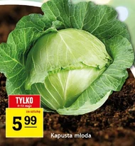 Молода капуста