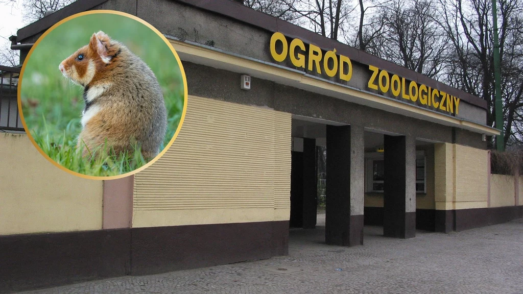 Chomiki europejskie trafiły do poznańskiego zoo Chomiki europejskie trafiły do poznańskiego zoo