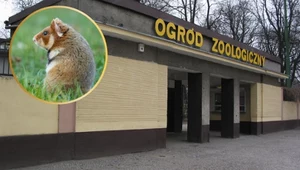 Wielka akcja ratunkowa. Wkracza polskie zoo: odłowiliśmy zdrowe osobniki