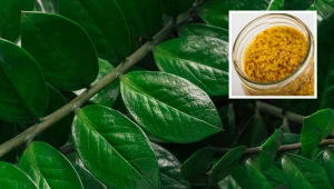 Nabierz trochę musztardy do słoja i zalej wodą. Lepszego nawozu do zamiokulkasa nie znajdziesz