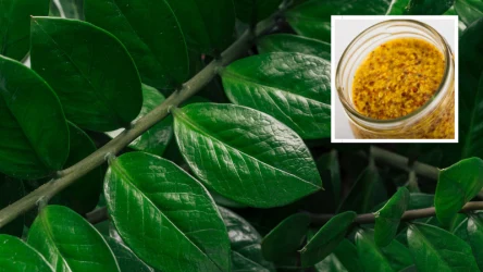 Niewiele osób stosuje nawóz z musztardy francuskiej do zamiokulkasa, a ten może wzmocnić i odżywić roślinę