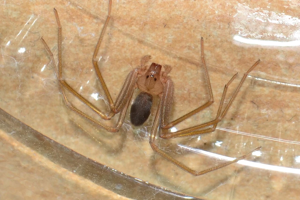 Ma na ciele rysunek podobny do skrzypiec, dlatego w języku angielskim nazywa się go "violin spider" Ma na ciele rysunek podobny do skrzypiec, dlatego w języku angielskim nazywa się go "violin spider"