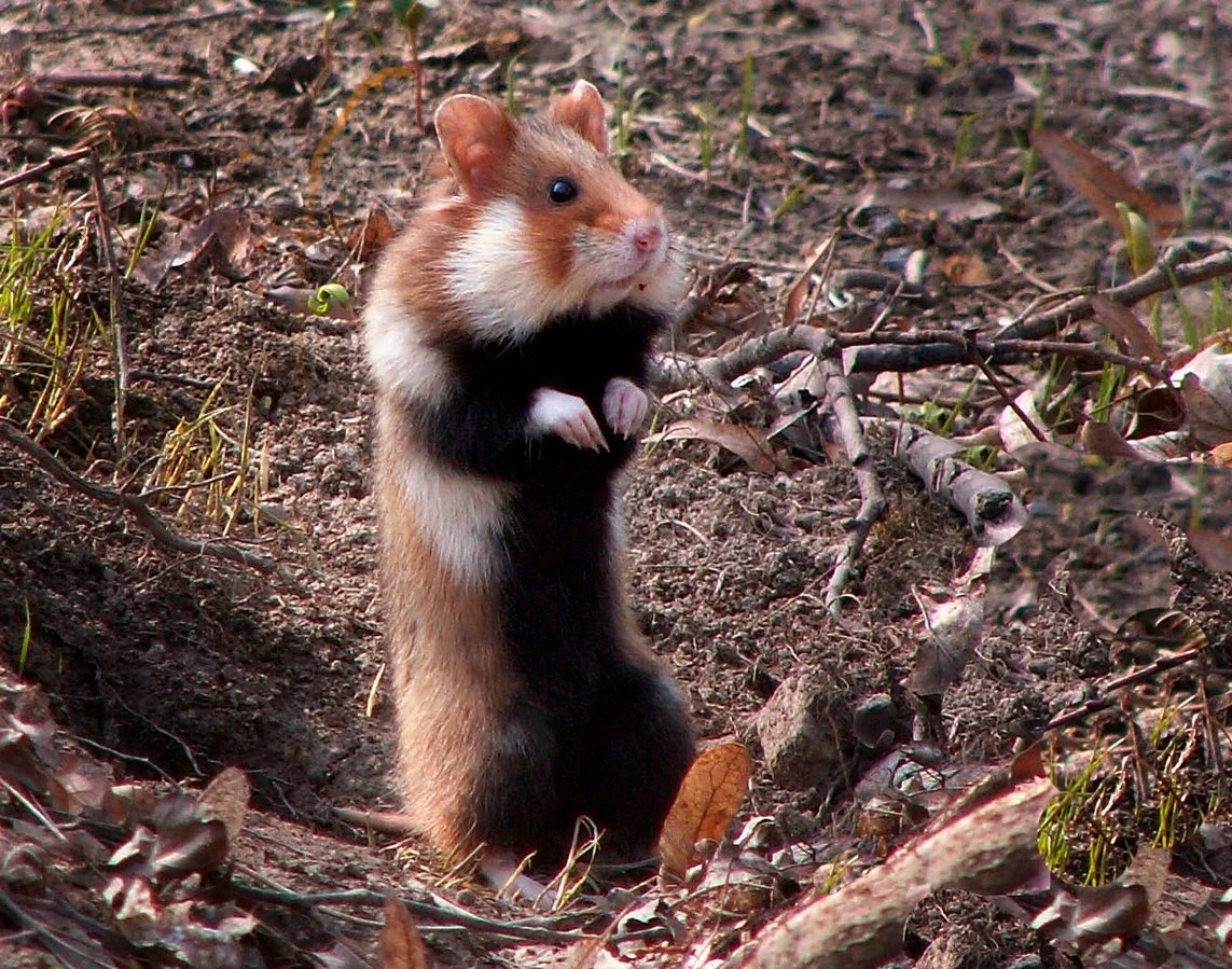 Chomik stojący na tylnych łapach wśród liści i gałęzi na ziemi.