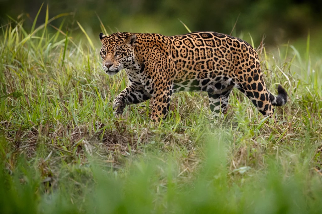 Jaguary zniknęły z wielu dawnych obszarów Ameryki Jaguary zniknęły z wielu dawnych obszarów Ameryki