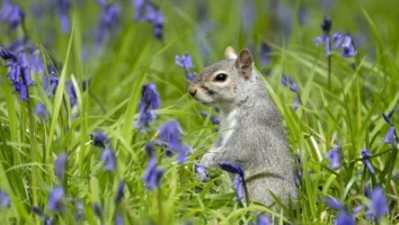 Wiewiórka szara (łac. Sciurus carolinensis) jest inwazyjnym gatunkiem ssaka, który został introdukowany do Europy