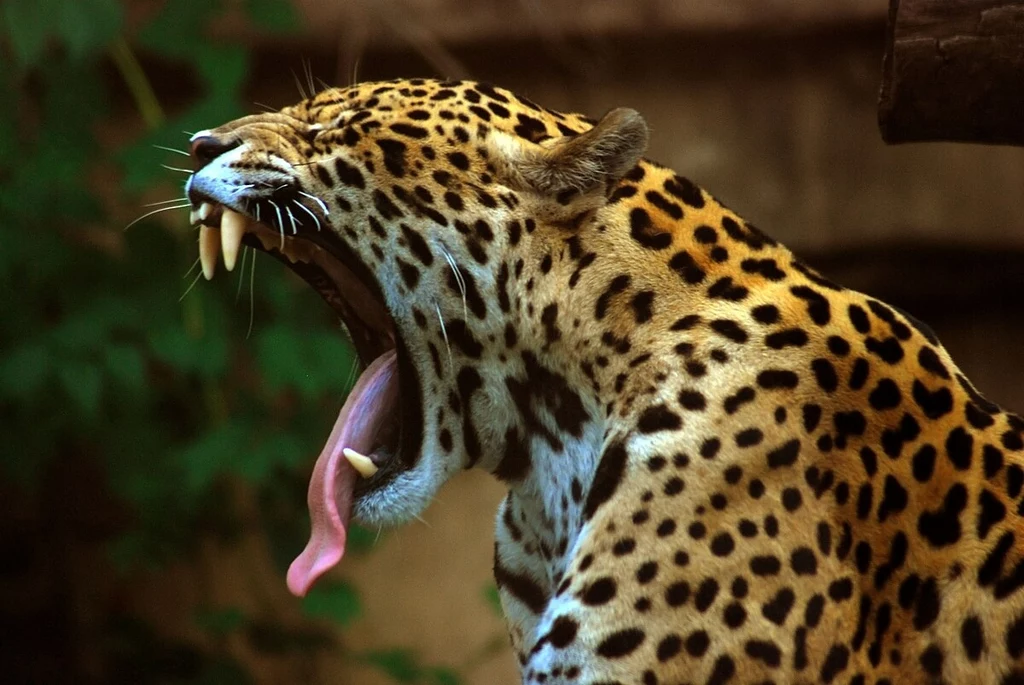 Jaguar ma potężne szczęki zdolne przebić pancerz żółwia czy pancernika albo skórę kajmana