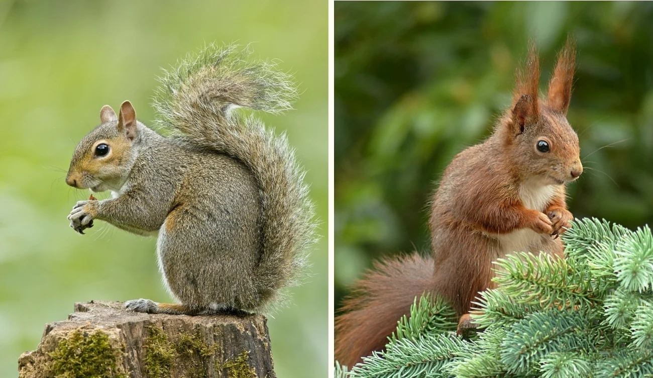 Porównanie inwazyjnej wiewiórki szarej (po lewej) i rodzimej wiewiórki pospolitej (po prawej) /CanvaPro
