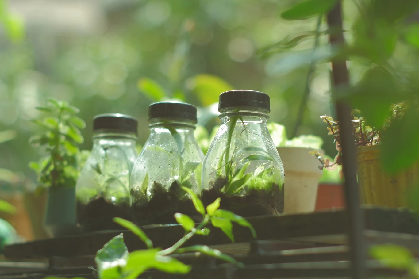 Podstawą mikroekosystemów jest podłoże