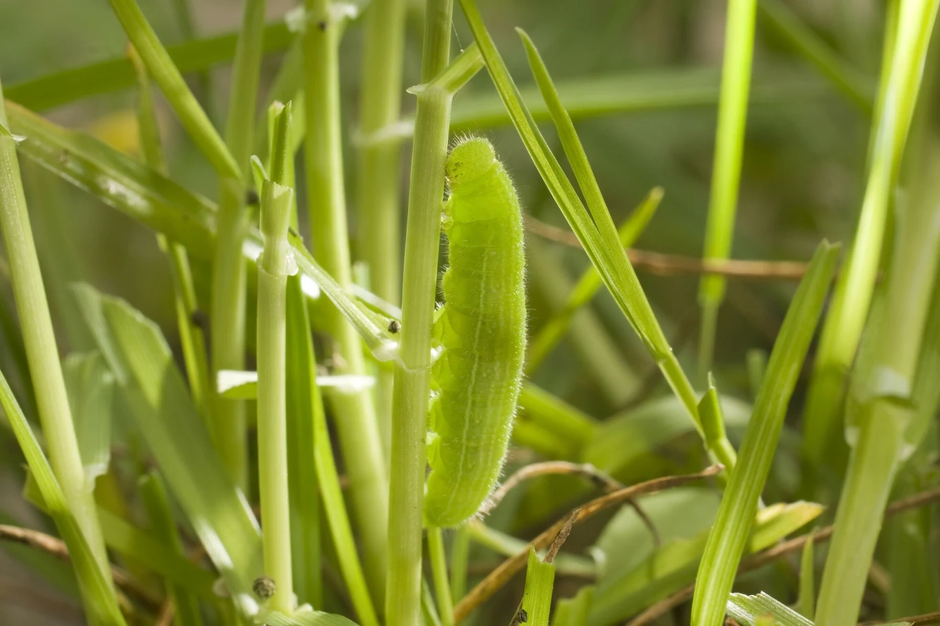 Zielona gąsienica przemieszcza się po pędach roślin w gęstej zieleni, skupiając uwagę na jej jasnym kolorze i delikatnej strukturze ciała.