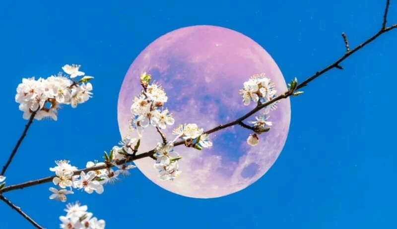 Kwiatowa pełnia w Skorpionie to czas intensywnych emocji /CanvaPro Kwiatowa pełnia w Skorpionie to czas intensywnych emocji /CanvaPro