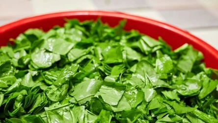 Szczaw fenomenalnie sprawdza się do sałatek, makaronów czy zup