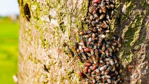 Chmarą obsiadają polskie drzewa. Kolonie liczą tysiące owadów