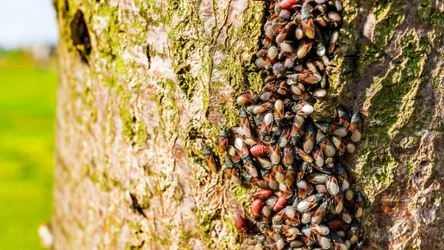 Skupieniec lipowy masowo obsiaduje drzewa
