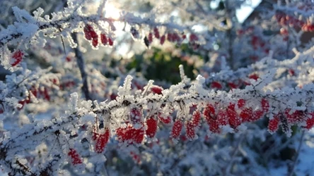 Fot. pixabay.com/ DatWuschel