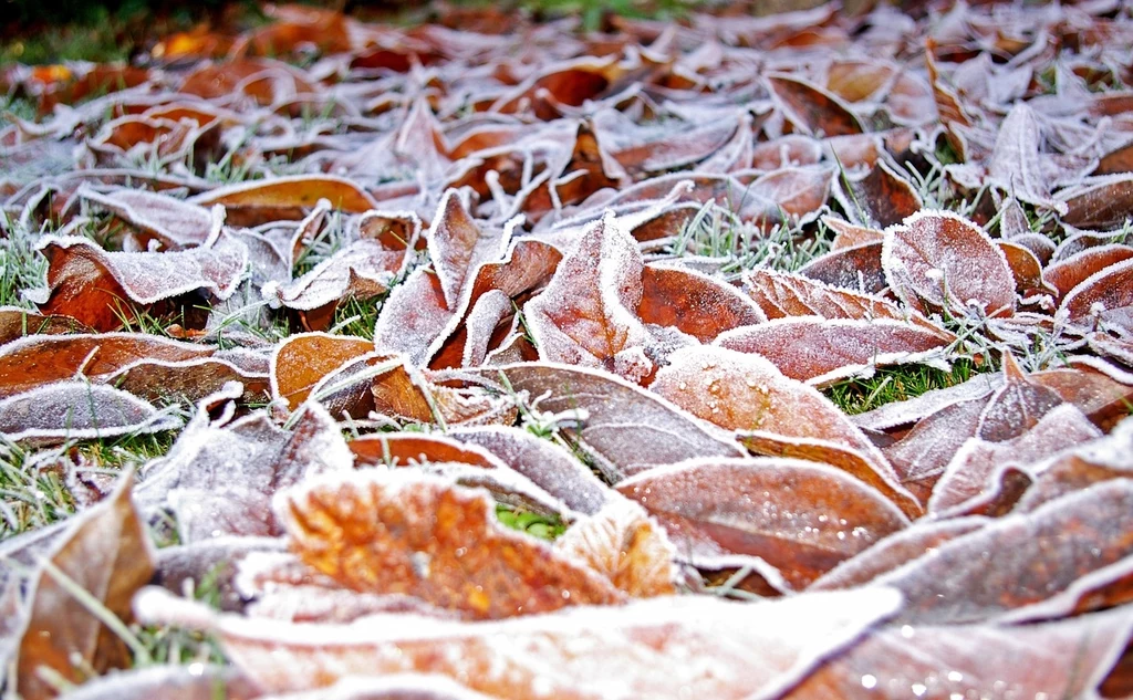 Fot. pixabay.com/ KRiemer Opadłe liście pokryte cienką warstwą szronu leżące na trawie, tworzące zimową, naturalną kompozycję.
