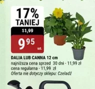 Dalia