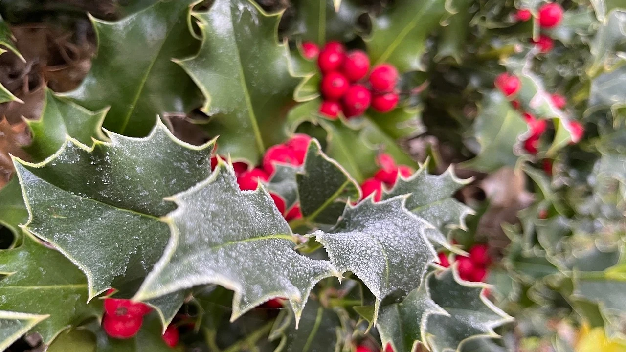 Ostrokrzew z ostrymi, ząbkowanymi liśćmi oraz czerwonymi jagodami, które tworzą kontrast. Liście mają ciemnozielony kolor z białymi brzegami, co dodaje im wyrazistości. Czerwone owoce są jaskrawe i przyciągają uwagę.