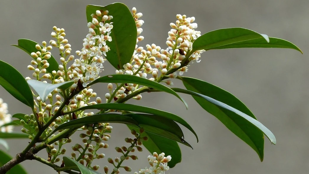 Gałązka z białymi kwiatami i błyszczącymi zielonymi liśćmi na neutralnym tle.