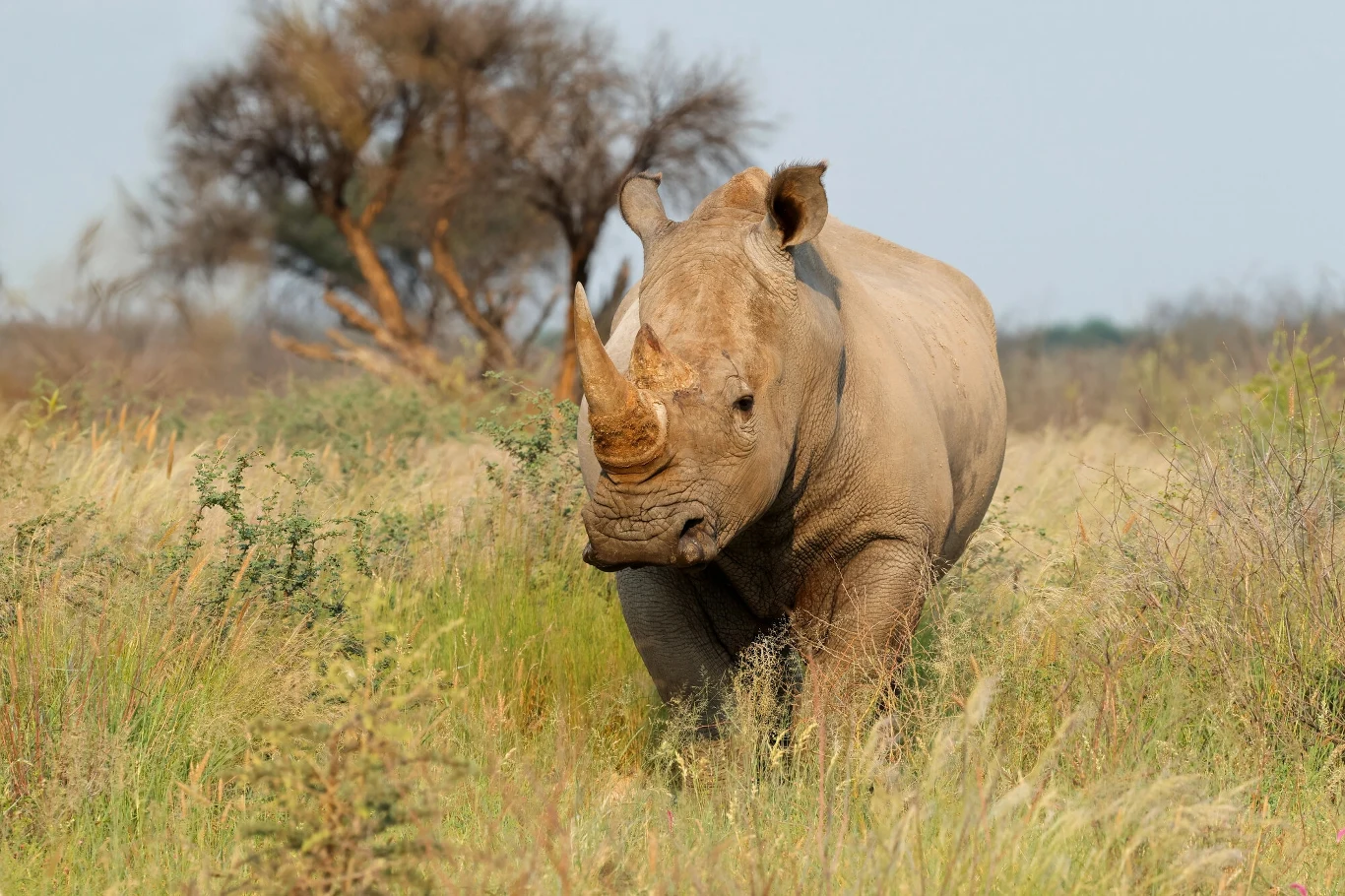 Nosorożec biały to największy z żyjących obecnie nosorożców, czwarty największy lądowy ssak article cover
