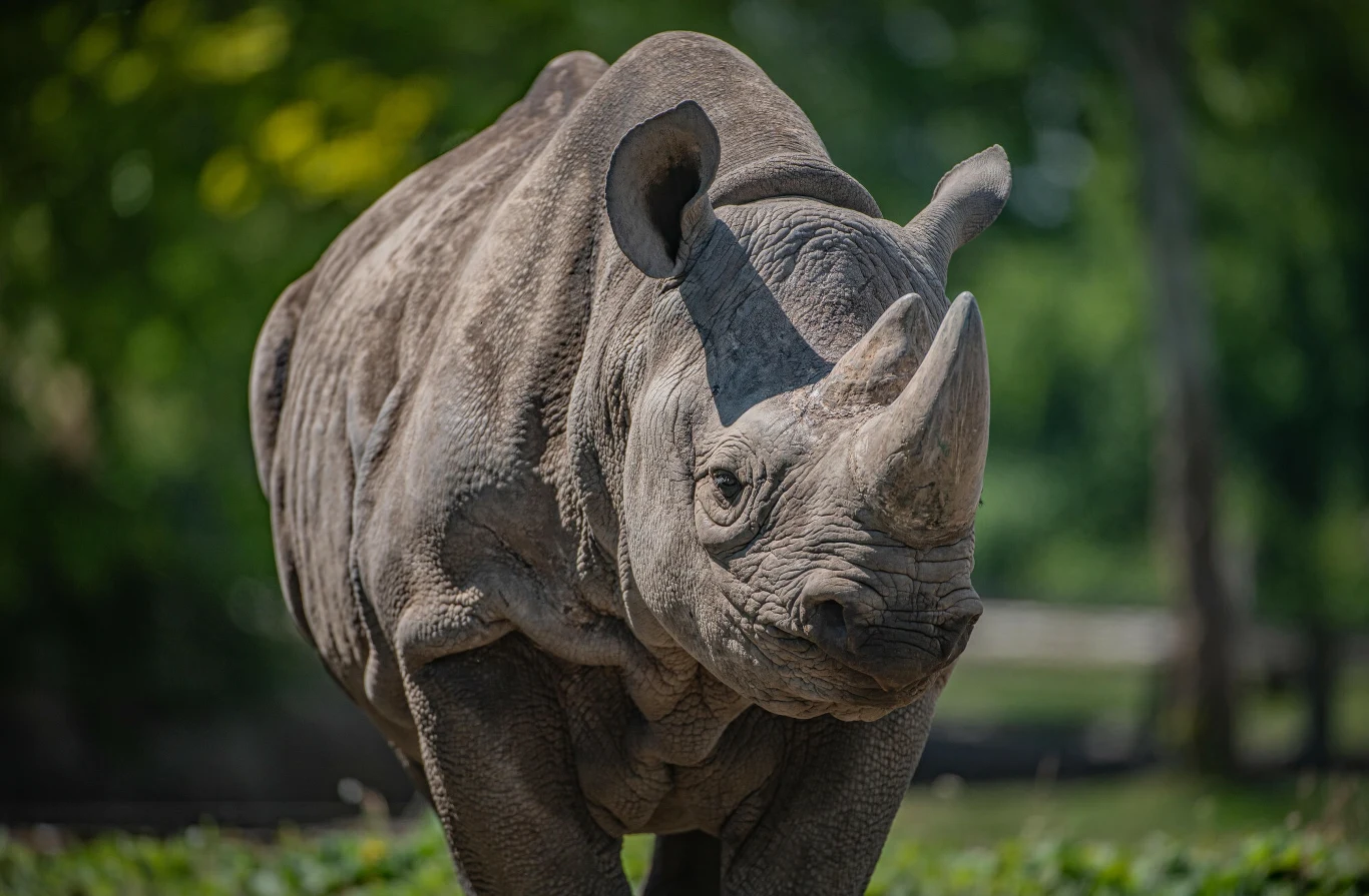 RPA ma największą populację nosorożców na świecie Nosorożec stoi na trawie, patrząc prosto przed siebie, otoczony zielonymi drzewami i naturalnym światłem. Jego szara skóra jest wyraźnie widoczna i pełna szczegółów.