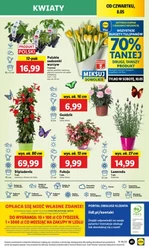 Ceny jak marzenie - Lidl