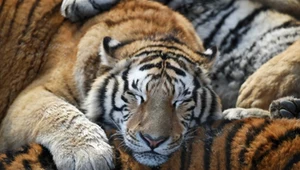 Sensacja w polskim zoo. Dzikich kotów na wolności została garstka