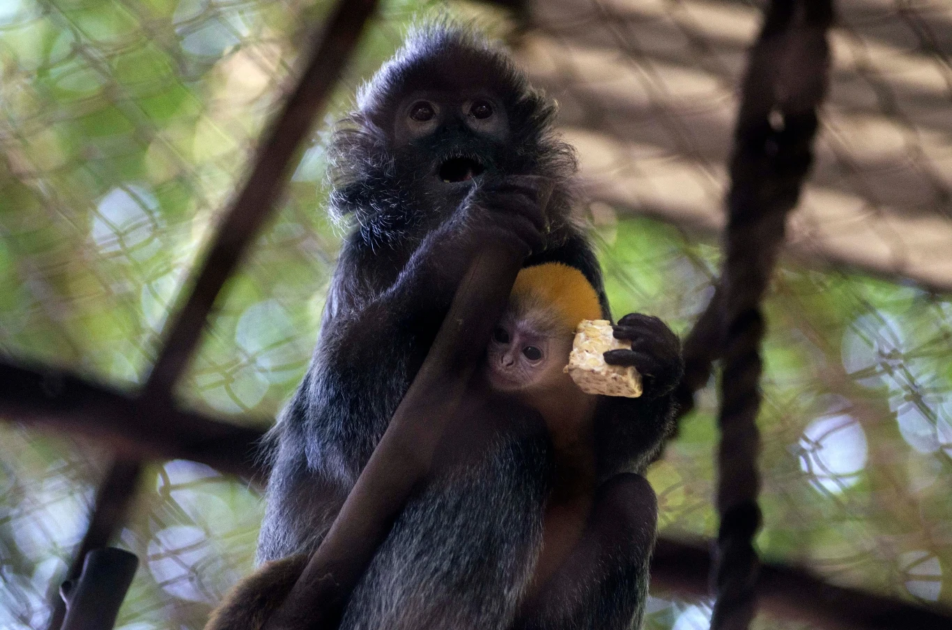 Lutung jawajski ma dzieci jaskrawo ubarwione Małpa w klatce trzyma jedzenie, zerkając prosto w obiektyw aparatu. Charakterystyczne jest jej wyraziste spojrzenie i gęste futro kontrastujące z jasnym tłem klatki.