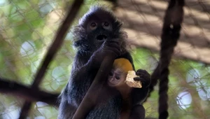 Niezwykłe narodziny w polskim zoo. Pojawiły się maleństwa w kolorze złota