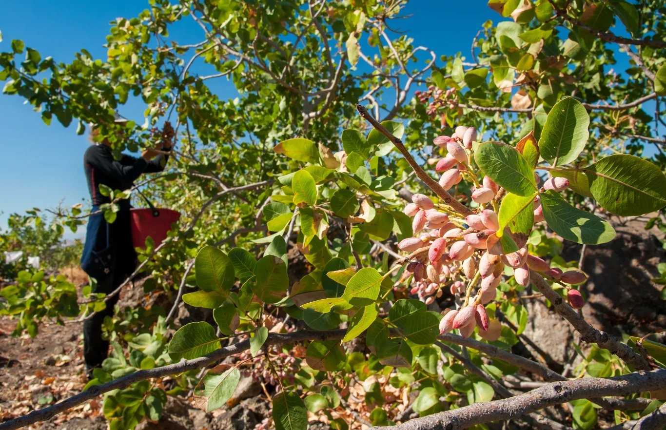 Drzewa pistacji są dwupienne, czyli męskie i żeńskie. Drzewo pistacjowe z dojrzałymi owocami pistacji, w tle osoba zbierająca plony. Liście są zielone i gęste, a owoce świeże, różowe i zielone, na tle czystego, błękitnego nieba.