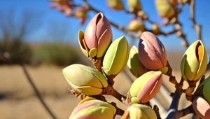 Szał na pistacje trwa w najlepsze. Czy wiesz, jak i gdzie rosną?
