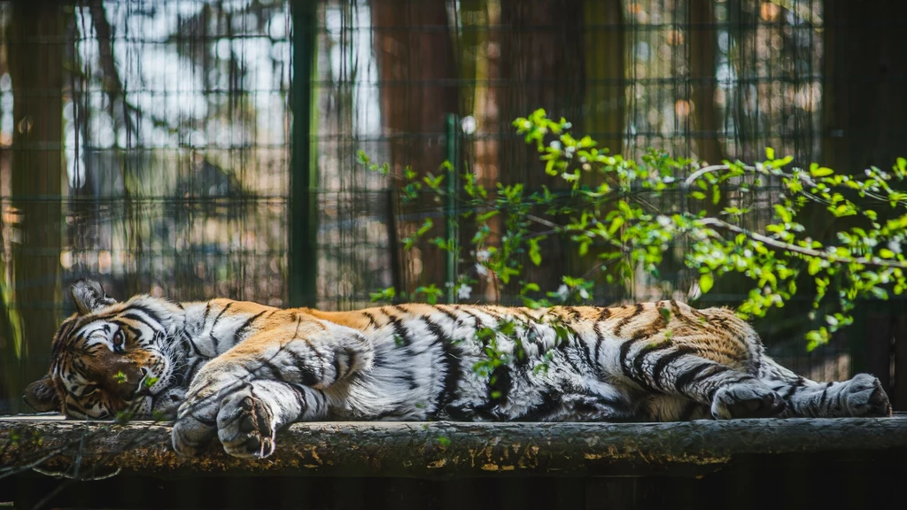 Tygrys w zoo w Gdańsku