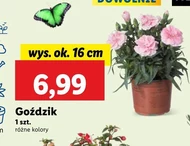 Goździk