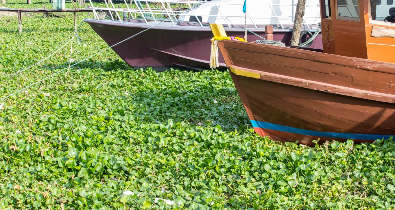 Hiacynt wodny jest znany z szybkiego rozmnażania się. Łodzie zakotwiczone na wodzie pokrytej gęstą zieloną roślinnością. W tle widoczne są mniejsze łódki, cumujące obok siebie.