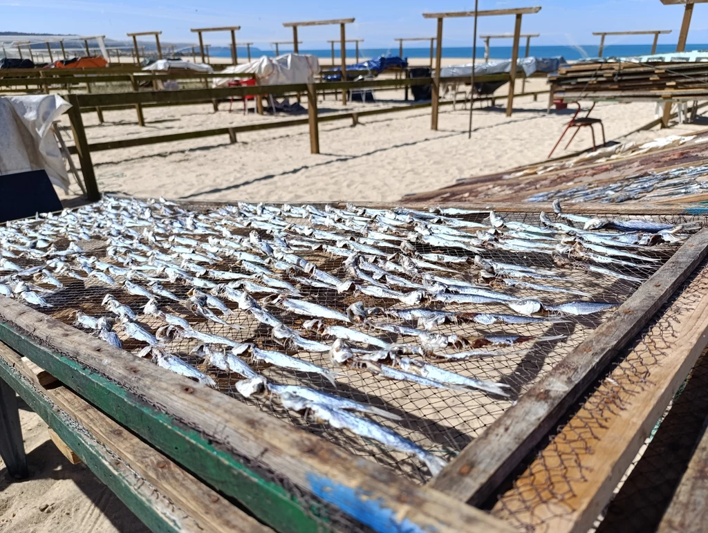 Suszone ryby na plaży w Nazaré