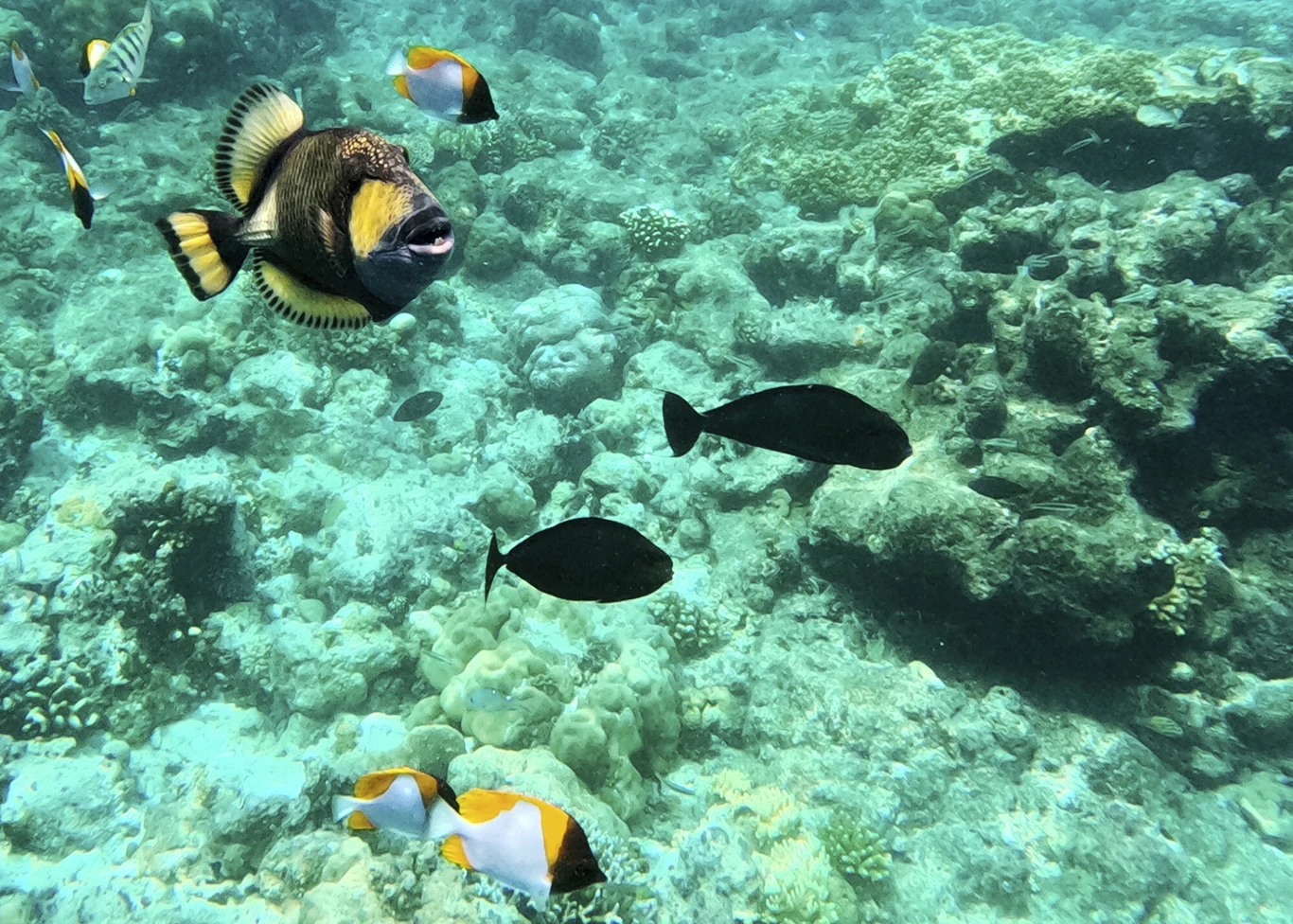 Palau jest jednym z najlepszych miejsc na świecie do nurkowania.