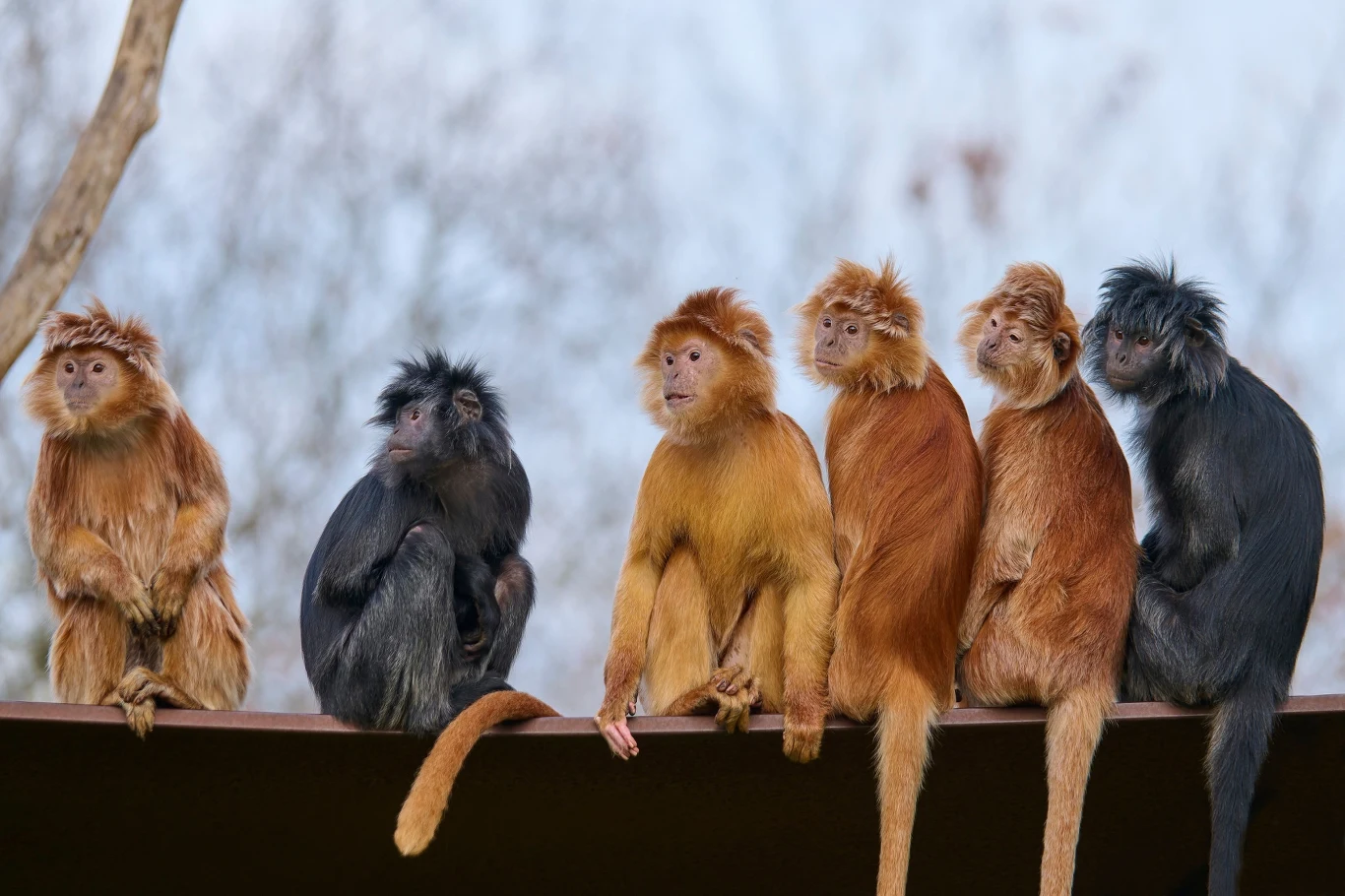 Lutingi jawajskie występują w kilku odmianach barwnych Sześć małp siedzących obok siebie na drewnianej belce w otoczeniu przyrody. Zwierzęta mają różne umaszczenie, od rudego po czarne.