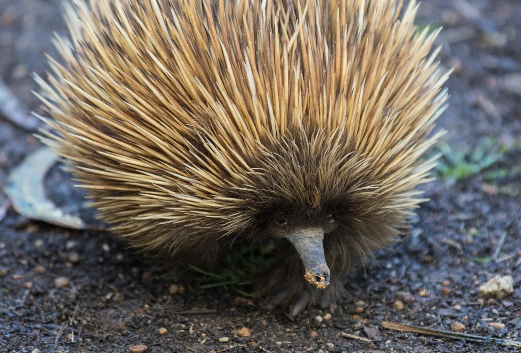 Kolczatka australijska jest stekowcem - ssakiem składającym jaja Kolczatka australijska jest stekowcem - ssakiem składającym jaja