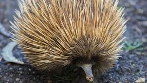 Symbole Australii mają zaskakującego przodka. Właśnie go odkryli
