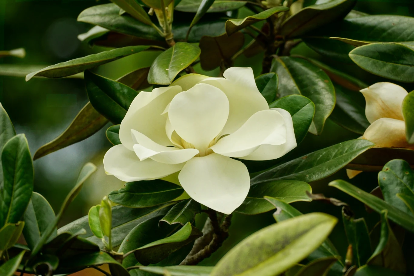 Magnolia wielokwiatowa to zimozielona odmiana magnolii. Magnolia wielokwiatowa to zimozielona odmiana magnolii.