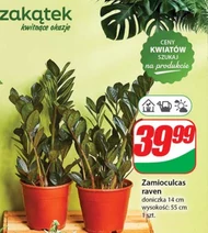 Zamiokulkas Raven