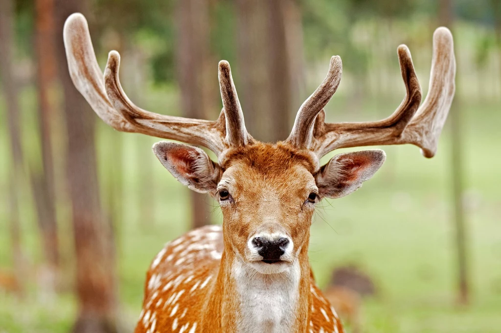 Cervus nippon w Niemczech