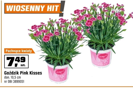 Гвоздика Pink