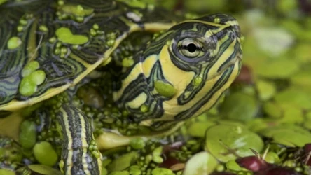 żółw żółtobrzuchy/żółtouchy w wodzie