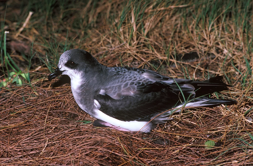 Petrel boniński z rodziny burzykowatych