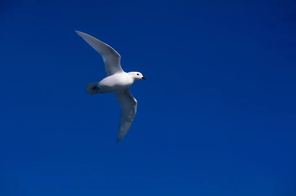 Petrel śnieżny występuje na Antarktydzie Biały ptak w locie na tle intensywnie niebieskiego nieba, szeroko rozpostarte skrzydła, ptak ukazany w dynamicznej pozie lotu.